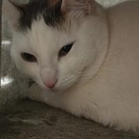 ELLIE, chatte à adopter