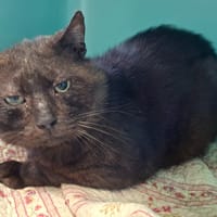 KAWA, chat à adopter