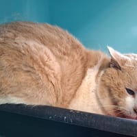 TEXAS, chat à adopter