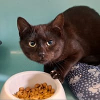 HENRY, chat à adopter