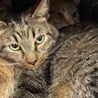 PRENTISS, chat à adopter