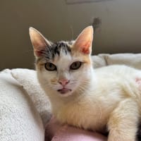 POLOGNE A17393, chat à adopter