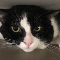 NOUCHAMI, chat à adopter