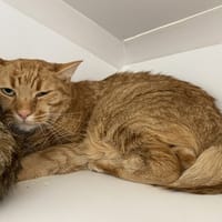 EVERDELL, chat à adopter