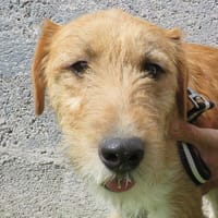 ANATOLE, chien à adopter