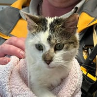 ZORA, chatte à adopter