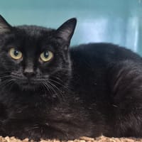 Happy, chat à adopter