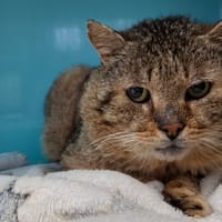 TANGUY, chat à adopter