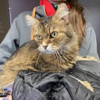 CALINE, chatte à adopter