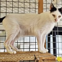 OREO, chat à adopter