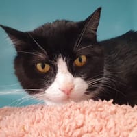 NINAO CHA, chat à adopter