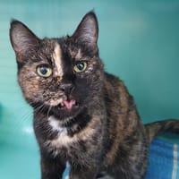 FIONA CHA, chatte à adopter