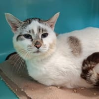 FLY, chat à adopter