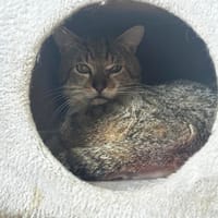 Jo, chat à adopter