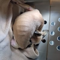 GROOTY, chien à adopter