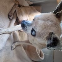 GROOTY, chien à adopter