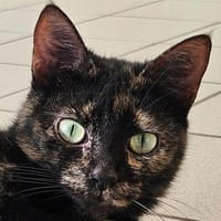 CAILLA, chatte à adopter