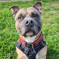 SHADOW QCN, chien à adopter