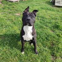 KATUN QCN, chien à adopter