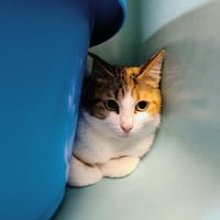 BUCOLIQUE QCT, chatte à adopter