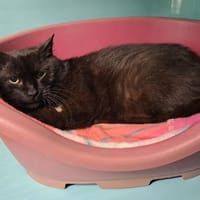 MANGO, chat à adopter