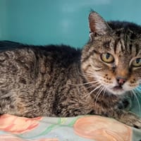 SAGA, chatte à adopter