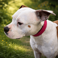 SUNSHINE, chienne à adopter