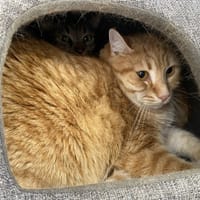 GEARLOCK, chat à adopter