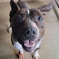 Oni, chien à adopter