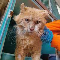 SIMBA QCT, chat à adopter