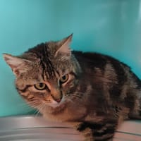 STROMBOLI QCT, chat à adopter