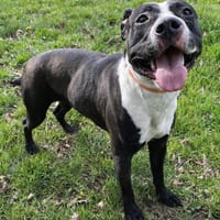 LETY  PAA24174, chienne à adopter