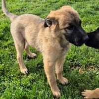 LASLO QCN, chien à adopter