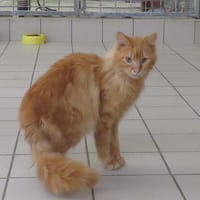 ZORRA, chat à adopter