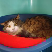 HAROUBI QCT, chat à adopter