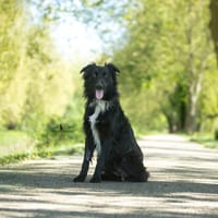 Vito, chien à adopter