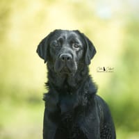 VINO, chien à adopter