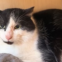 Oslo CAB5406, chat à adopter