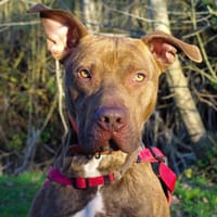 MARCUS paa 22553, chien à adopter