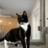 SEGA, chatte à adopter