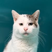 PIERROT, chat à adopter