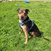 CHIPO QCN, chien à adopter