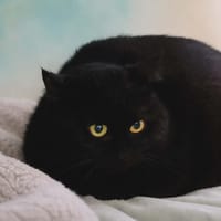 BENCO QCT, chat à adopter