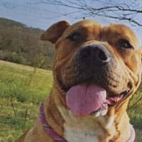 Nikita, chienne à adopter