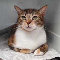 BRIGITTE CHA, chatte à adopter