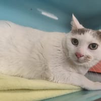 Bruno, chat à adopter