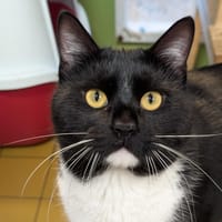 POPE A17346, chat à adopter