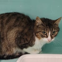 SUDO QCT, chat à adopter