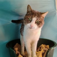 EKKO QCT, chat à adopter