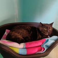 ISHA QCT, chatte à adopter